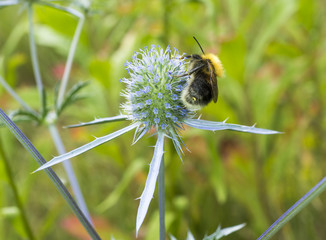 Bumblebee collecting pollen from flower of prickly weed macro