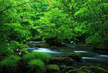 夏の奥入瀬渓流 　三乱の流れ