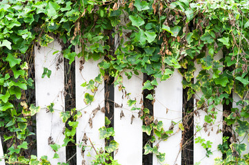 Leaf wall in sun light