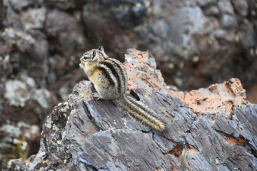Tiny Chipmunk in a lava field
