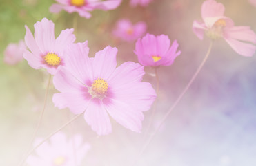 Beautiful flowers made with color filters