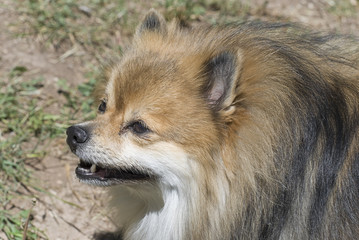Happy Pomeranian Dog