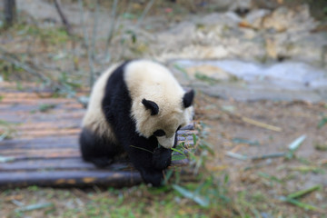 Obraz premium panda