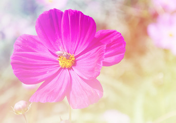 Beautiful flowers made with color filters