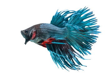 Betta