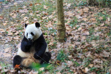 Obraz premium panda
