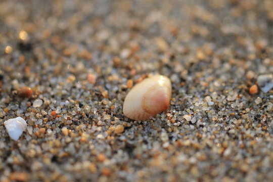 lonely shell : viability