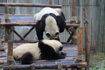 Obraz premium panda