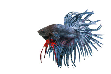 Betta