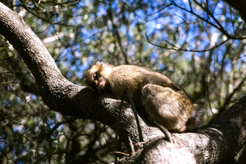 Barbary macaque asleep