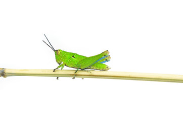 Grasshopper green isolated on white.