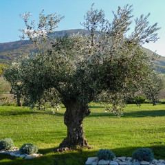 Centenary olive tree in Drôme provençale