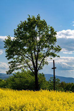 Cross on the colza field
