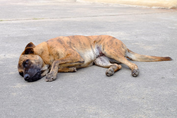 Obraz premium Sick stray dog