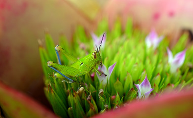 Grasshopper green