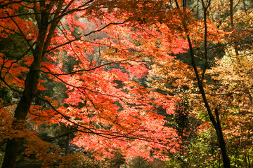 紅葉の秋