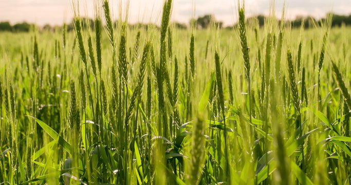 Rich Grain Harvest 