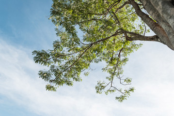 green foliage, trees and clear sky in the forest in autumn