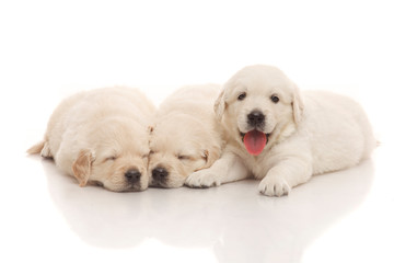 Three puppies of golden retriever