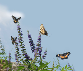 Butterfly Bush Attracting Butterflies