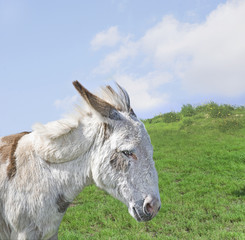 Fototapeta premium White Donkey in a Beautiful Meadow