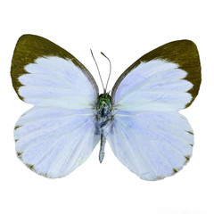 Fototapeta na wymiar fancy butterfly isolated on white