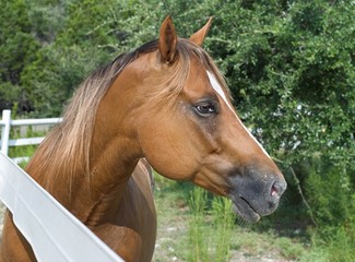 Fototapeta premium Chestnut Horse in Profile