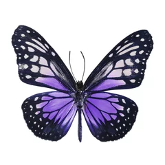 Crédence en verre imprimé Papillon papillon fantaisie isolé sur blanc
