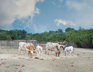 Naklejka na ściany i meble Texas Longhorn Cattle