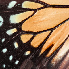 orange butterfly wing