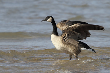 Fototapeta premium Canada Goose Stretching its Wings