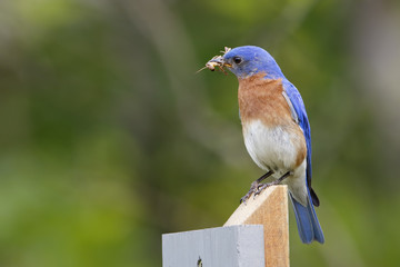 Male Eastern Bluebird with a Grasshopper in its Beak