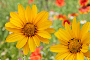 Yellow dahlia flowers in the garden