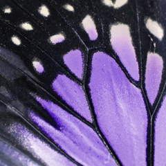 purple butterfly wing