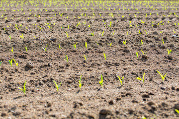 Young corn field close view