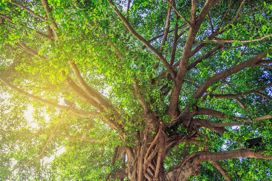 green tree