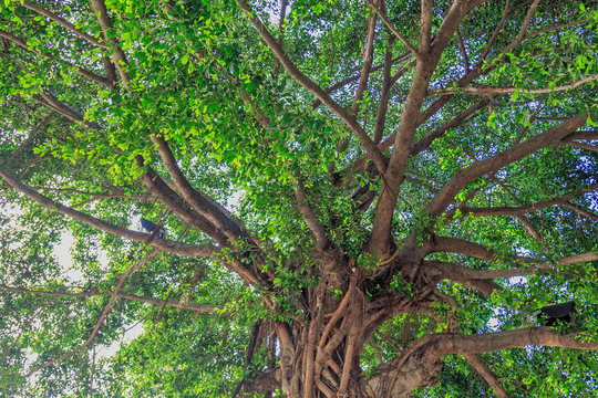 green tree