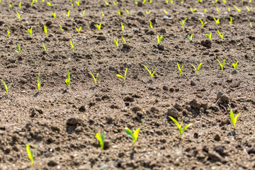 Young corn field close view