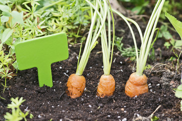 M&ouml;hren im Garten