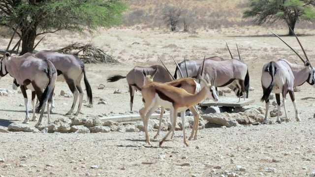 herd of Gemsbok, Oryx gazella and springbok on waterhole,dominant Gemsbok antelope in the park, Kgalagadi, South Africa