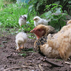 hen and chicks