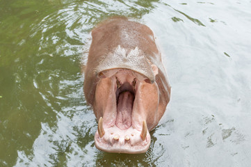 Hippopotamus