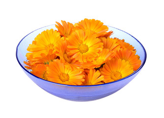 herbal calendula in the blue glass bowl, isolated white background
