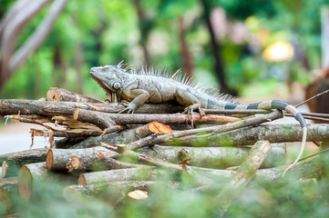 Iguana