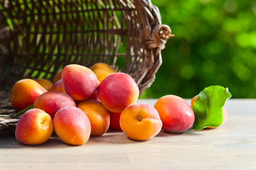 juicy ripe apricots