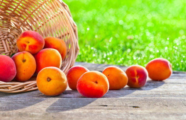 ripe apricots in garden