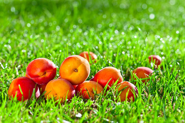 ripe apricots in garden
