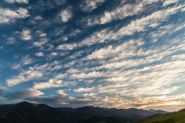 mountain summer landscape. trees near meadow and forest