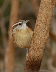 Carolina Wren thryothorus ludovicanus