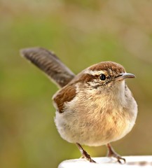 Bewick's Wren Thryomanes bewickii